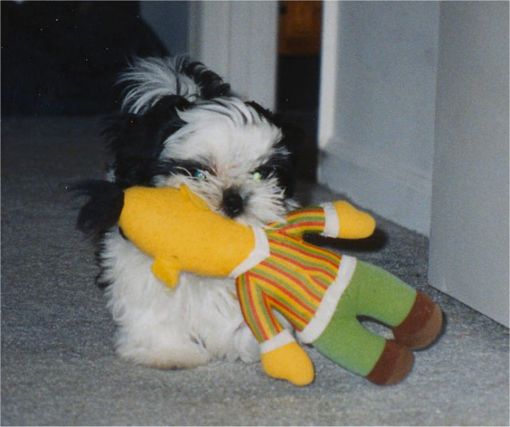 Bailey the black and white shih tzu carrying a Bert doll